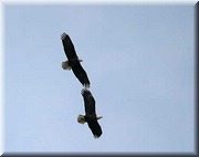 CLICK to enlarge image

Image ID: 2eagles799