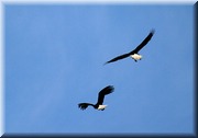 CLICK to enlarge image

Image ID: 2eagles807