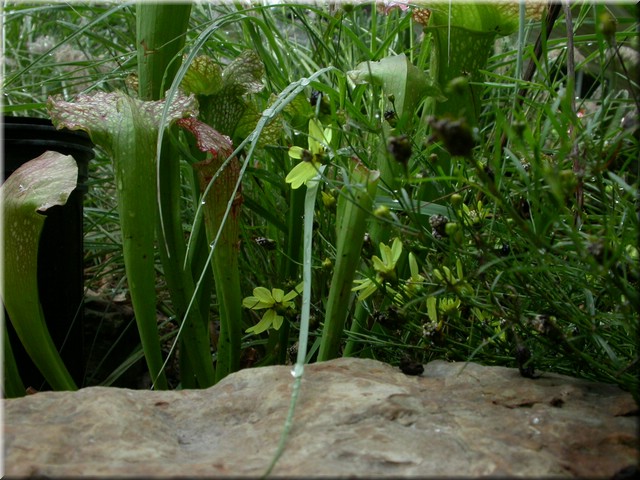 DSCN5817.JPG