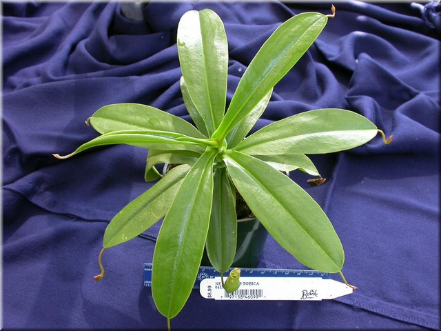 Nepenthes-tobica.JPG