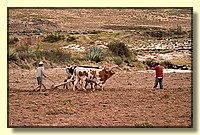 CLICK to enlarge image # 250