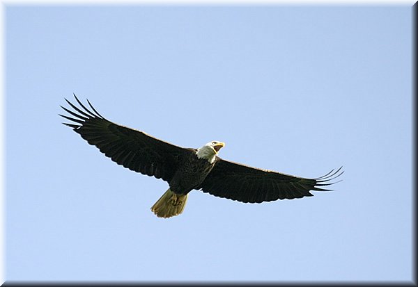 eagle_2060.jpg
