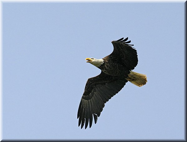 eagle_2075.jpg
