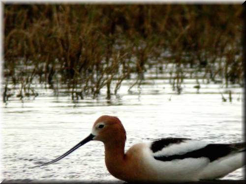 AAvocet4198.jpg