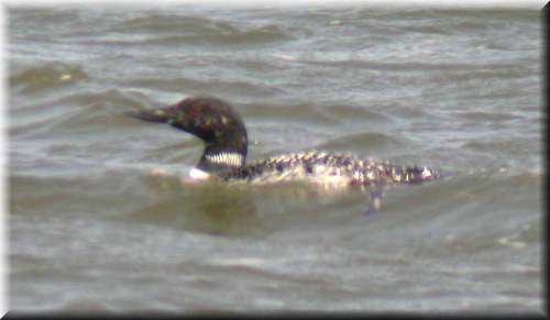 CommonLoon4364.jpg