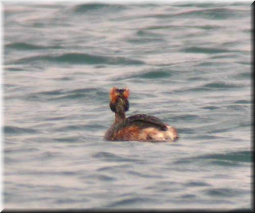 HornedGrebe4288.jpg