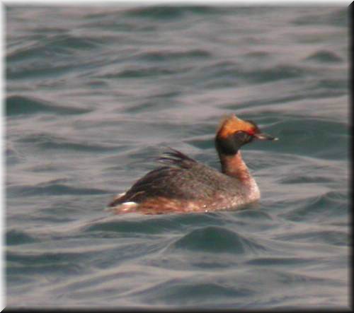 HornedGrebe4294.jpg