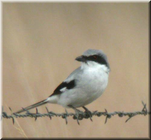 LShrike4248.jpg