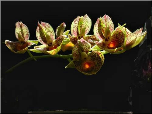 Catasetum Orchidglad.jpg