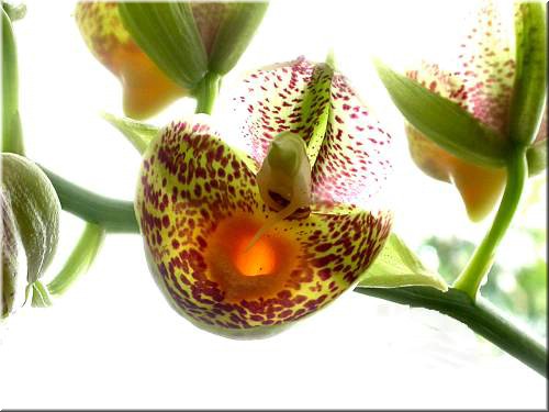 Catasetum Orchidglade 2338.jpg