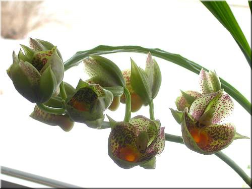 Catasetum Orchidglade.jpg