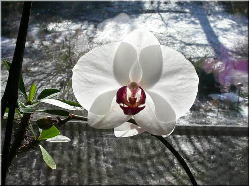 Dtps  Llih Jiang Beauty.jpg