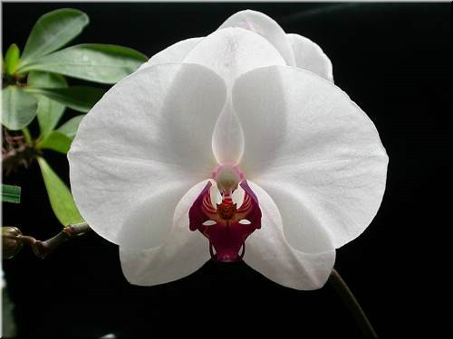 Dtps Lih Jiang Beauty.jpg