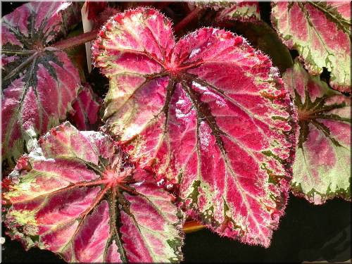 Not orchid - Begonia Rex 'serratipetala'.jpg