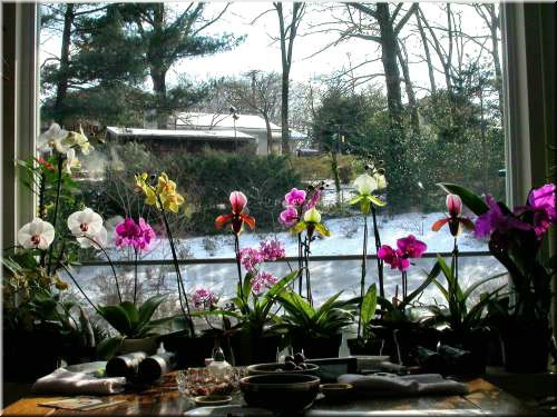 Orchids in window.jpg