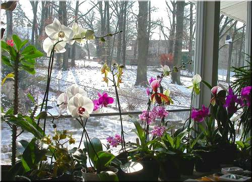 Orchids in, snow out.jpg