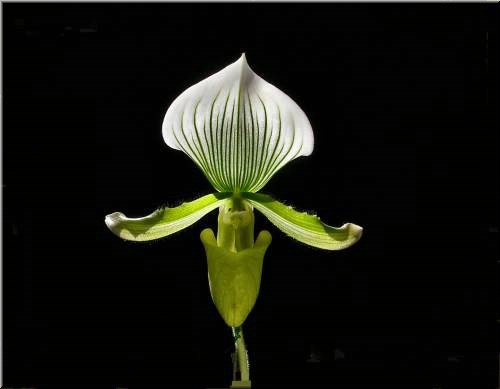 Paph Rothshildanum x Virgo.jpg