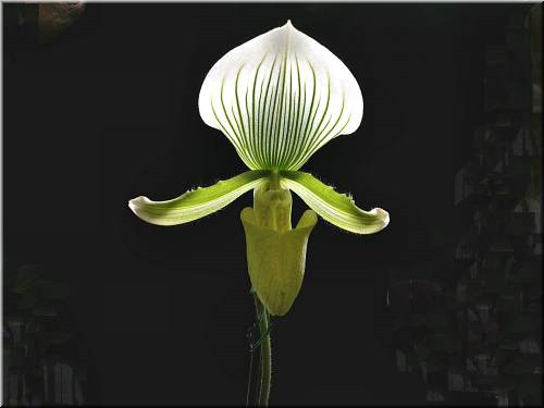 Paph Rothshildianum 'Janet' x Virgo 'Thoroughbred'.jpg