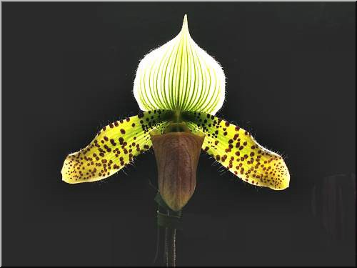 Paph Supersuk 2335.jpg