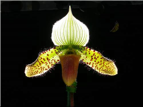 Paph Supersuk 2385.jpg