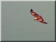 CLICK to enlarge image

Image ID: DSCN7134