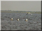 CLICK to enlarge image

Image ID: DSCN7534