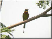 CLICK to enlarge image

Image ID: DSCN7557