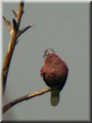 CLICK to enlarge image

Image ID: DSCN7567