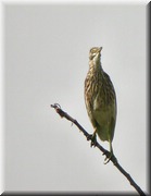 CLICK to enlarge image

Image ID: DSCN7579