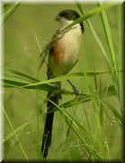 CLICK to enlarge image

Image ID: DSCN7594
