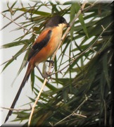 CLICK to enlarge image

Image ID: DSCN7595