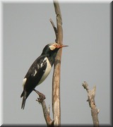 CLICK to enlarge image

Image ID: DSCN7597
