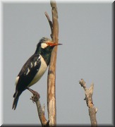 CLICK to enlarge image

Image ID: DSCN7599