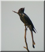 CLICK to enlarge image

Image ID: DSCN7602
