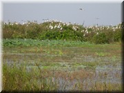 CLICK to enlarge image

Image ID: DSCN7617