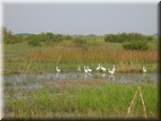 CLICK to enlarge image

Image ID: DSCN7618