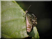 CLICK to enlarge image

Image ID: DSCN7660