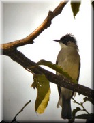 CLICK to enlarge image

Image ID: DSCN7690