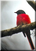 CLICK to enlarge image

Image ID: DSCN7707