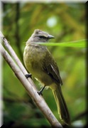 CLICK to enlarge image

Image ID: DSCN7718