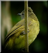 CLICK to enlarge image

Image ID: DSCN7724