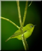 CLICK to enlarge image

Image ID: DSCN7725