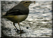 CLICK to enlarge image

Image ID: DSCN7733