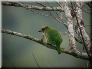 CLICK to enlarge image

Image ID: DSCN7764