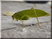 CLICK to enlarge image

Image ID: DSCN7779