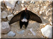 CLICK to enlarge image

Image ID: DSCN7780