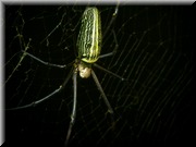 CLICK to enlarge image

Image ID: DSCN7785