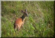 CLICK to enlarge image

Image ID: DSCN7981