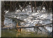 CLICK to enlarge image

Image ID: DSCN8253