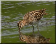 CLICK to enlarge image

Image ID: DSCN8310
